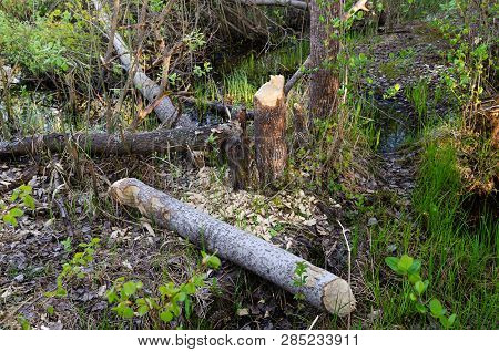 Photo Damaged Fragments Of Gnawed Beaver Felled Aspen Trees In A Swampy Area During The Day Closeup.