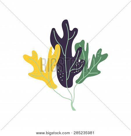 Underwater Seaweed, Marine Aglae Plant Vector Illustration