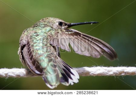 Broad-tailed Hummingbird Perched On A Piece Of White Clothesline