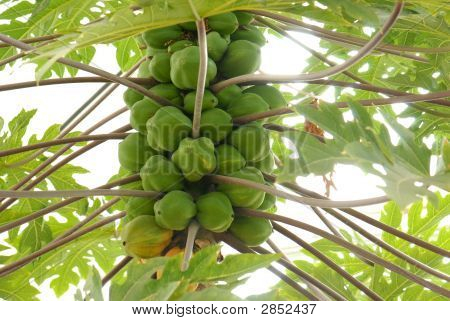 Paw Paw