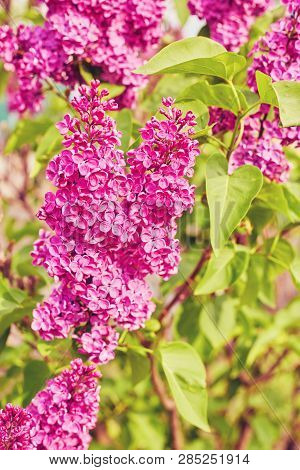 Beautiful Fresh Purple Violet Flowers. Close Up Of Purple Flowers. Spring Flower, A Branch Of Lilac.