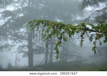 Wet Branches Of A Coniferous Tree With Dew On Green Needles In A Forest In The Fog. Flora Of The Pyr