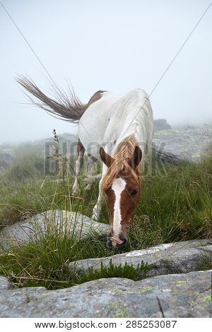 Horse Grazing On The Stony Slope Of La Rhune Mountain In The Fog