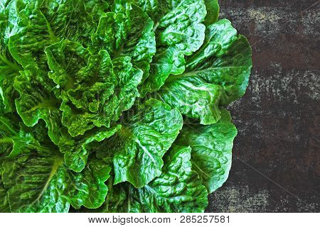 Fresh Green Romaine Lettuce. Romain Lettuce Bunch On Stylish Shabby Surface. Beautiful Green Bunch O