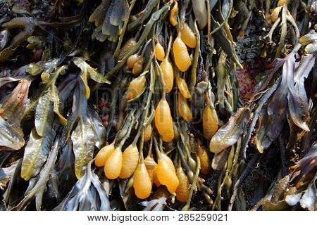 Bladderwrack On Rocks In Brittany At Low Tide