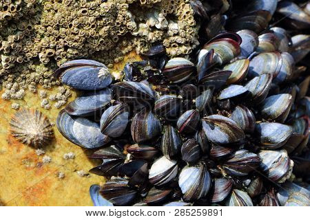 Wild Mussels And Barnacles On Rocks At Low Tide In Brittany