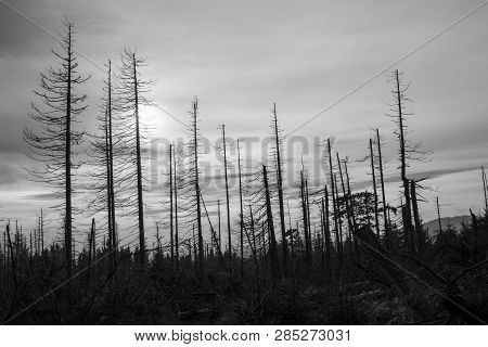 Waldsterben Or Forest Dieback Of Conifers In Harz, Germany