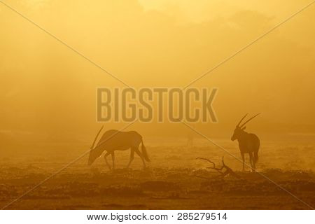 Gemsbok antelopes (Oryx gazella) in dust at sunrise, Kalahari desert, South Africa