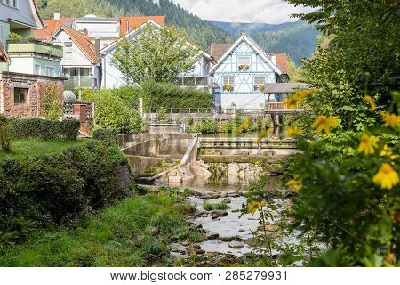 Residential Houses Alongside A Canal And Stream With A Shrub With Colorful Yellow Flowers In The For