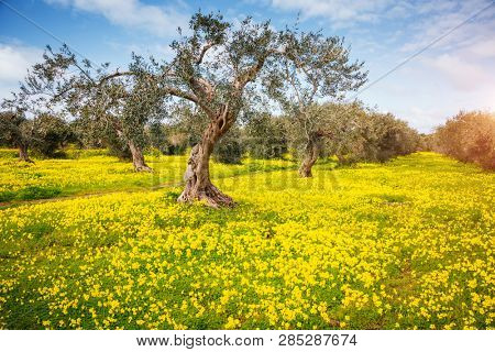 Incredible flowering field in an olive grove. Location place Island Sicily, Italy, Europe. Scenic image of spring time fresh green meadows in sunny day. Vacation season. Discover the beauty of earth.