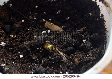 Sprouting seeds of Catalpa Bignonioides    
in soil mixture with perlite