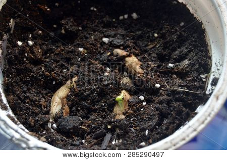 Sprouting seeds of Catalpa Bignonioides    
in soil mixture with perlite