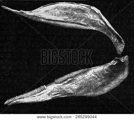 Maxillary upper and lower of a modern shark, vintage engraved illustration. From the Universe and Humanity, 1910.
