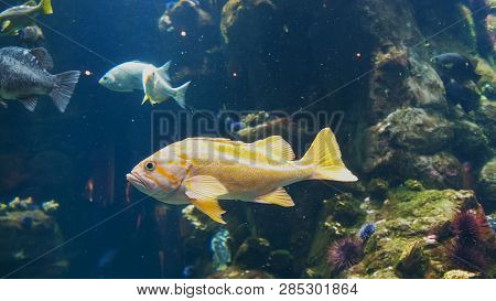 Close Up Of A Canary Rockfish In A Large Aquarium