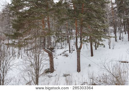 Big nest in Altai mountains forest, called dinosaur nest
