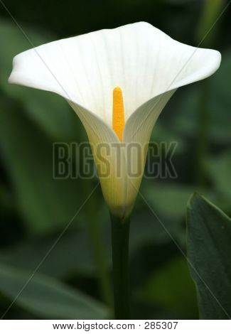 Blomster - Arum Lily