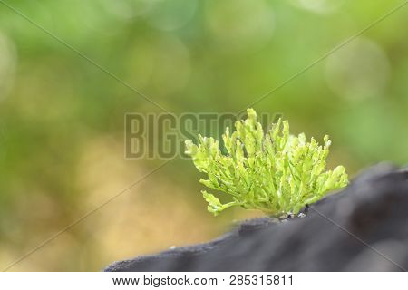 The Cactus Tree Is Placed On A Rock With A Green Nature Background.collection Of Various Cactus And