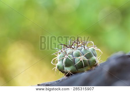 The Cactus Tree Is Placed On A Rock With A Green Nature Background.collection Of Various Cactus And