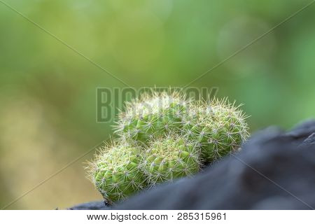 The Cactus Tree Is Placed On A Rock With A Green Nature Background.collection Of Various Cactus And