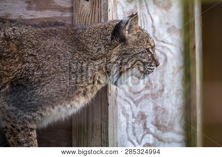 A Large Whiskered Face Cat Relaxing Inside There Fences In Catty Shack Ranch Wildlife Sanctuary