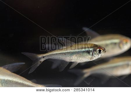Black Neon Tetra (hyphessobrycon Herbertaxelrodi)
