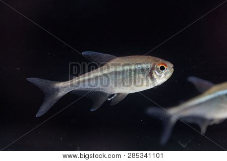 Black Neon Tetra (hyphessobrycon Herbertaxelrodi)