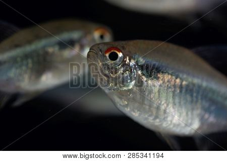 Head Of A Black Neon Tetra (hyphessobrycon Herbertaxelrodi)