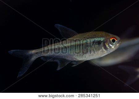 Black Neon Tetra (hyphessobrycon Herbertaxelrodi)