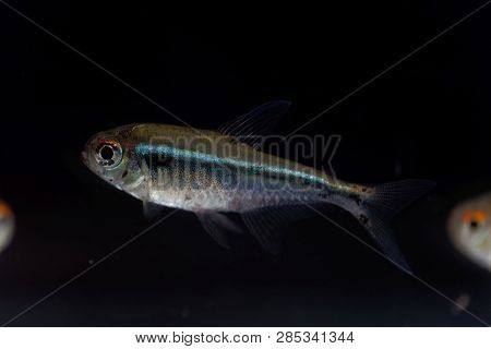 Black Neon Tetra (hyphessobrycon Herbertaxelrodi)