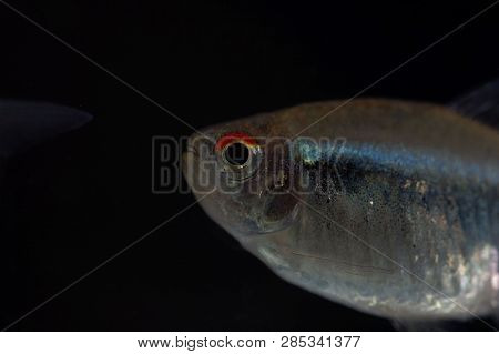 Head Of A Black Neon Tetra (hyphessobrycon Herbertaxelrodi)
