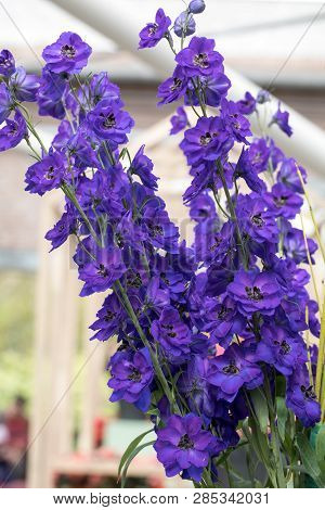 Blooming Blue Delphinium Elatum Magic Fountains Flowers