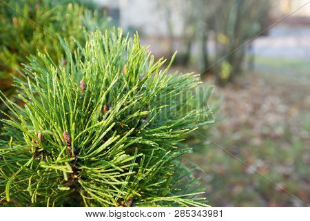 A Bright Evergreen Pine Tree Green Needles Branches With Rain Drops And Cobweb. Fir-tree With Dew, C