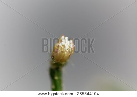 Blossom Of A Hairy-fruited Wickerware Cactus (rhipsalis Pilocarpa)
