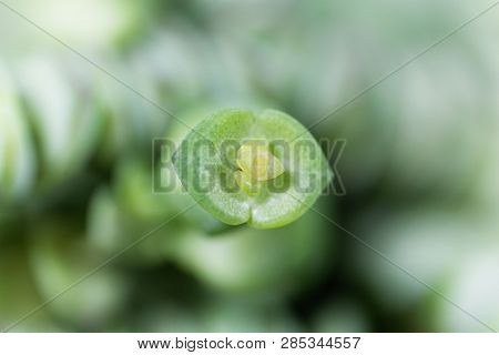 Leaves Of A Crassula Rupestris Marnieriana