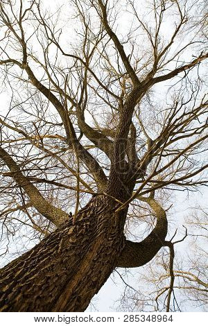 Bottom View Of A Tree With Beautiful Branches And Texture Bark. Spring Nature.