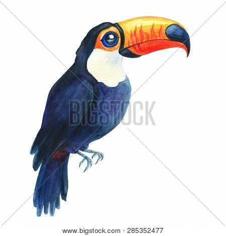 Toucan Tropical Exotic Bird Drawing Isolated On White Background. Watercolor Hand Painted Illustrati