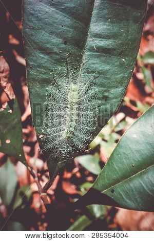 Common Baron Caterpillar In Taman Negara National Park, Malaysia