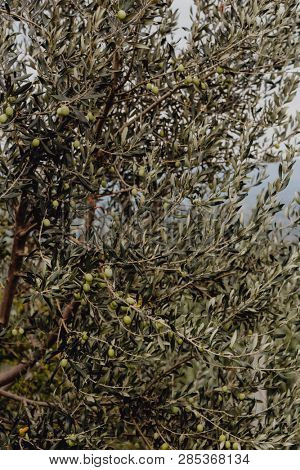 Russian olives on a tree