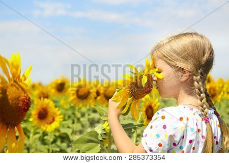 Child Playing In Sunflower Field On Sunny Summer Day. Little Girl Plays With Sunflowers.