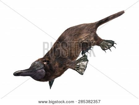 3d Rendering Of An Exotic Animal Platypus Isolated On White Background