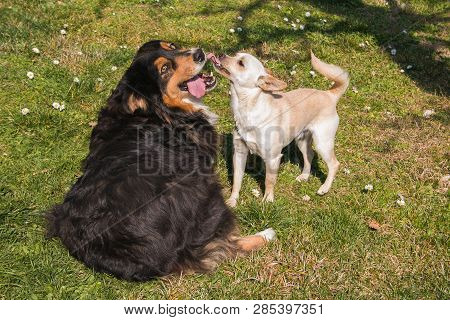 Portrait Of Two Dogs With Tongue Out From The Mouth