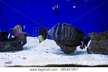 Multi Colored Fish Of Different Breeds Swims In The Aquarium
