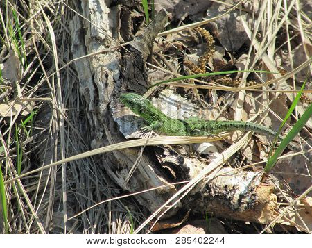 Big Green Lizard Crawls Out Of His Hole To Bask In The Sun.