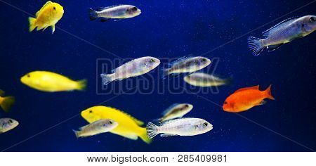 Multi Colored Fish Of Different Breeds Swims In The Aquarium