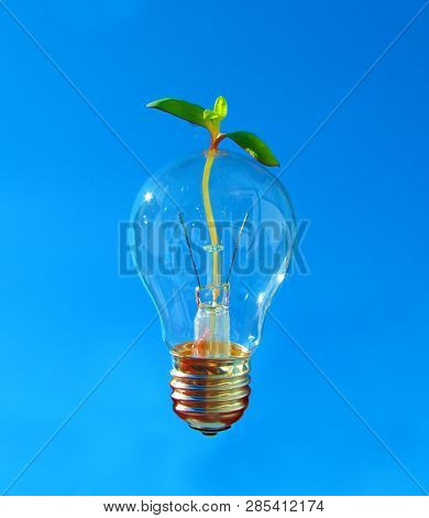 Edison Light Bulb With Growing Seed Inside. The Light Bulb Is Floating On Blue Sky.