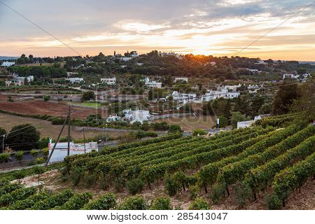 Vineyard During Sunset In Locorotondo Town, Province Bari, Sauthern Italy