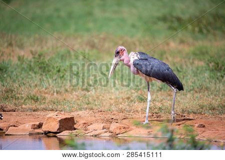 Marabu Bird Is Standing In The Near Of Waterhole