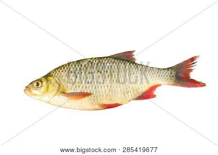 Fish With Red Fins Isolated On A White Background. Rudd - Scardinius Erythrophthalmus