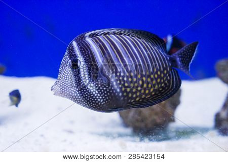 Multi Colored Fish Of Different Breeds Swims In The Aquarium