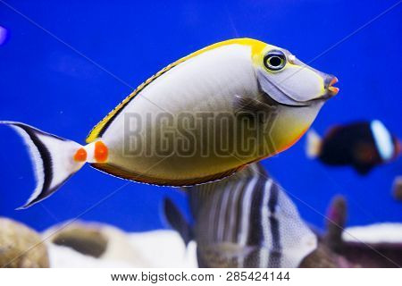 Multi Colored Fish Of Different Breeds Swims In The Aquarium